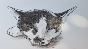 brooklin is sleeping.jpg