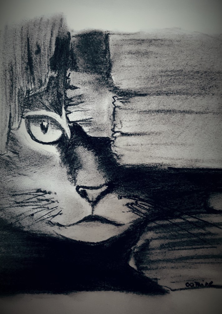 chat derrière la palissade.jpg