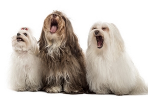 Group of Maltese dogs, yawning, sitting in a row, isolated on white
