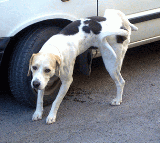 pipi-lever-patte-chien-4