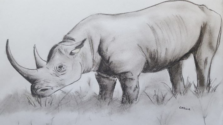 rhino.jpg