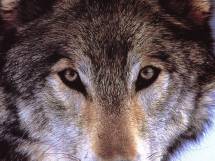 loup-regard
