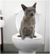 chat toilette
