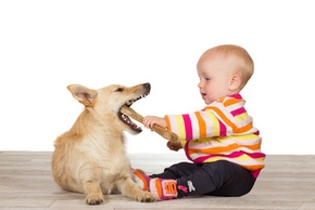 Baby and terrier with chewy bone