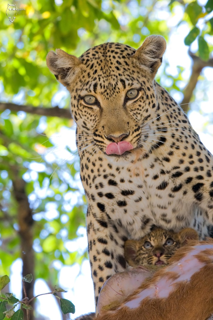 léopard maman et petit