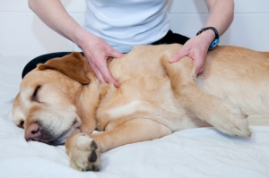 massage-canin