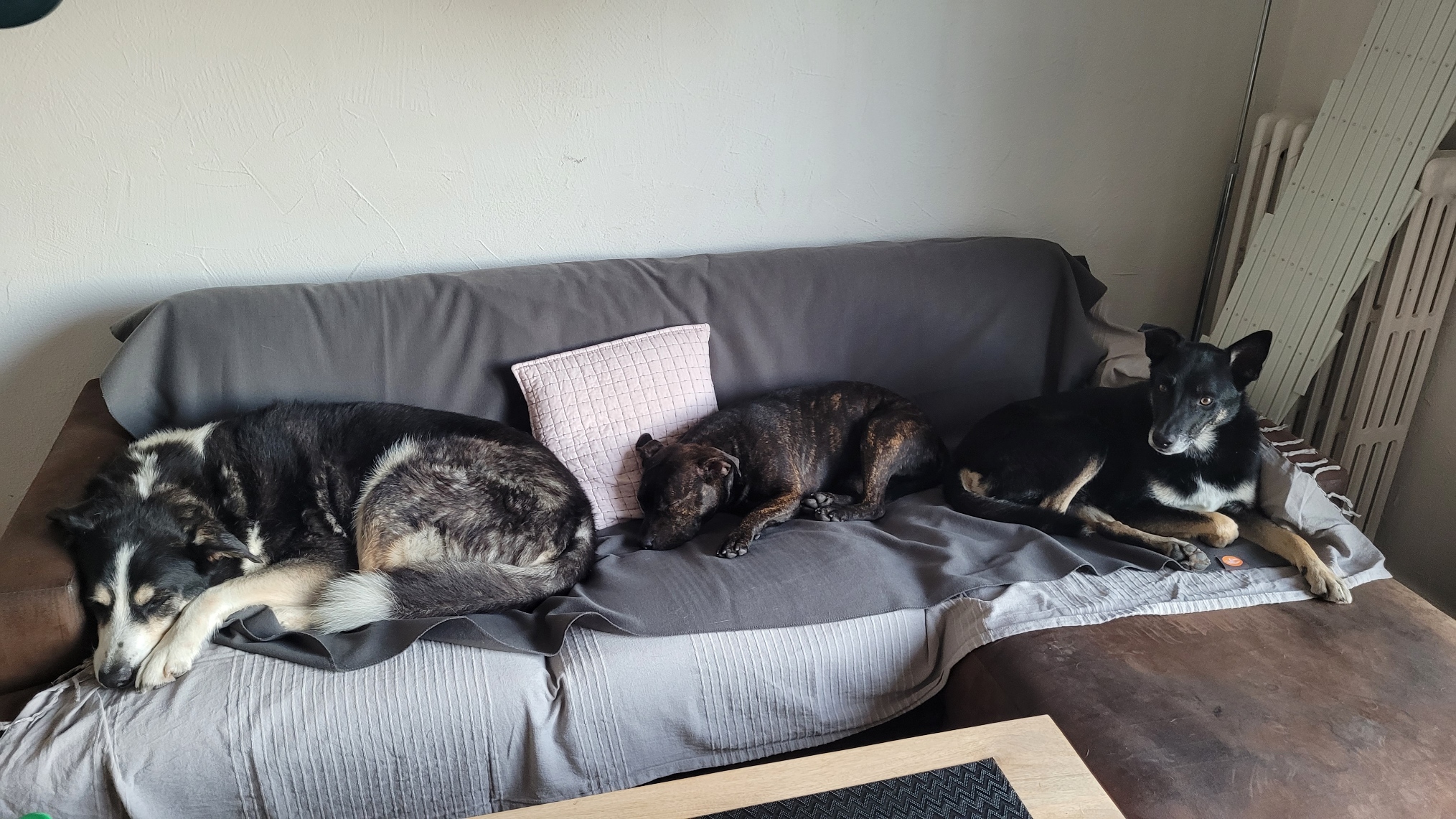3 chiens sur un canapé qui dorment ensemble