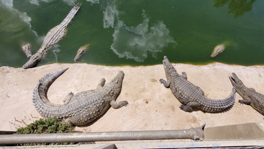 3 crocodiles au bord d'un bassin avec d'autres saurien dans l'eau.
